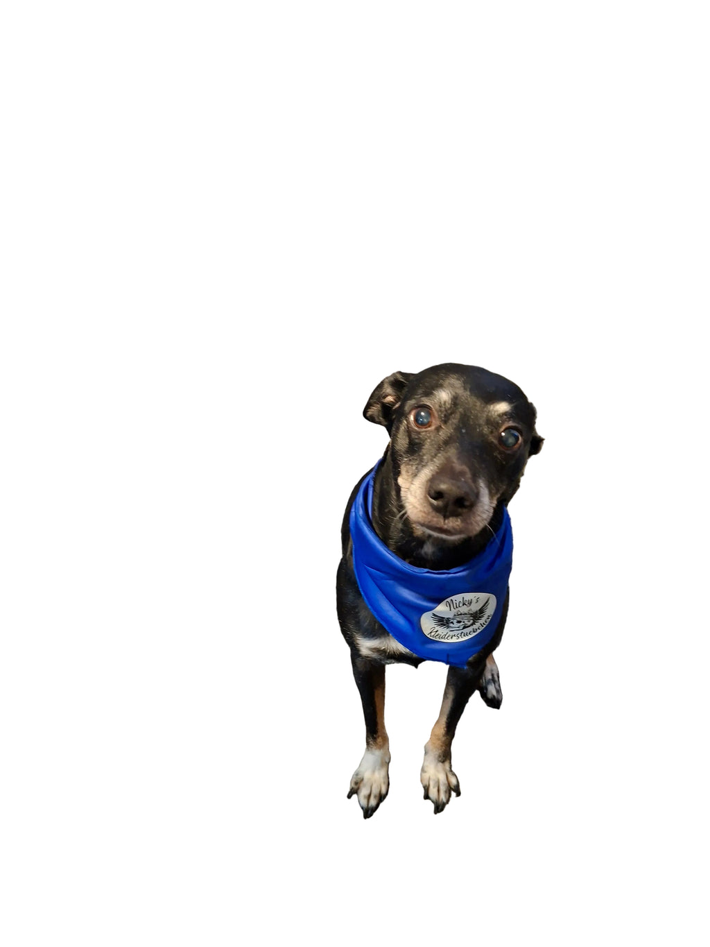 Hunde Seiden Tücher personalisiert mit Namen oder Sprüchen für Püppy - Nicky's Kleiderstuebchen